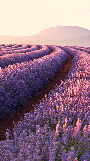 Lavender fields, Xperia ,  , phone wallpaper