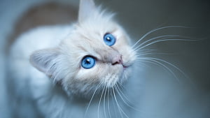 Cat Muzzle, cat, animals wallpaper