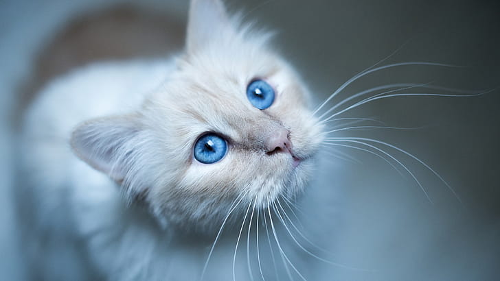 Cat Muzzle, cat, animals wallpaper