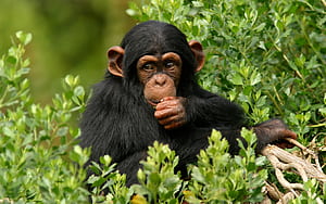 Monkey , 74900, Monkey wallpaper
