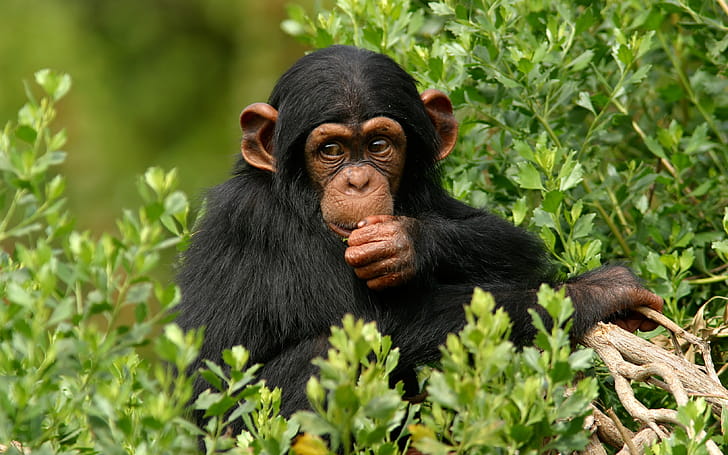 Monkey , 74900, Monkey wallpaper