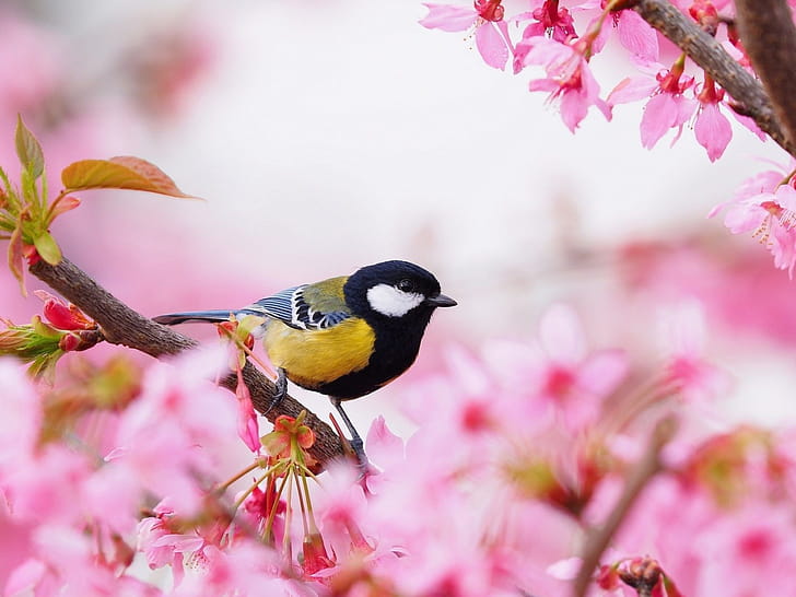 Bird spring,  , Backgrounds wallpaper