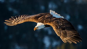 Flight, Eagles wallpaper
