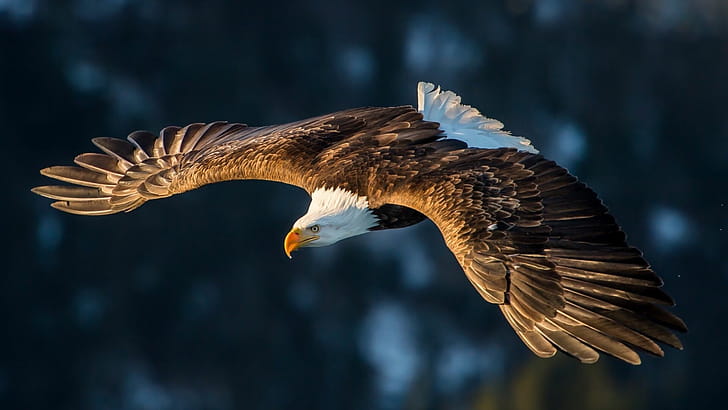 Flight, Eagles wallpaper