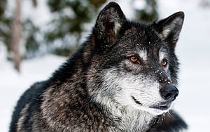 Gray Wolf, Gray wolf wallpaper