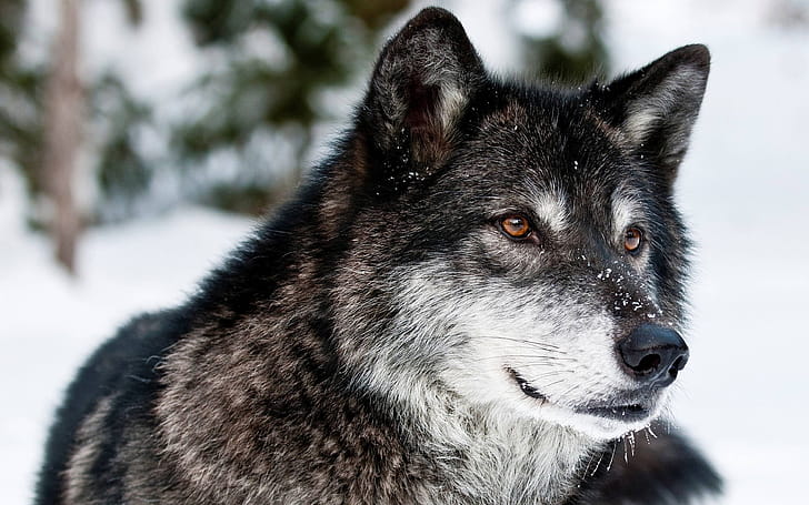 Gray Wolf, Gray wolf wallpaper