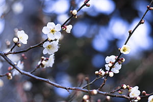 flower wallpaper