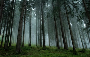 Pine Tree, wallpaper