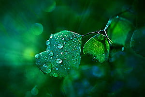 flower, macro wallpaper