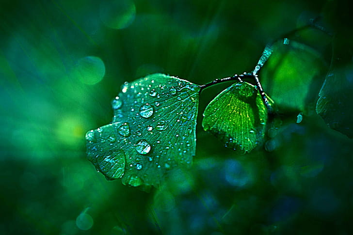 flower, macro wallpaper