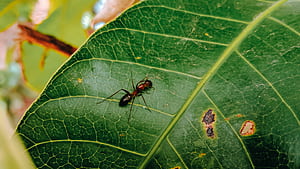 The Malaysian exploding, Ant wallpaper