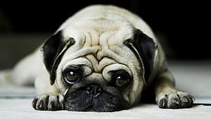 dog , Tablet wallpaper