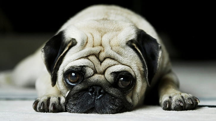 dog , Tablet wallpaper