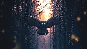 My Guardian , owl, artist, artwork, digital-art wallpaper