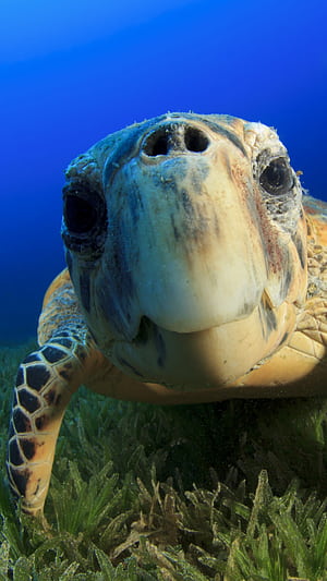 Funny turtle ,  backgrounds phone wallpaper