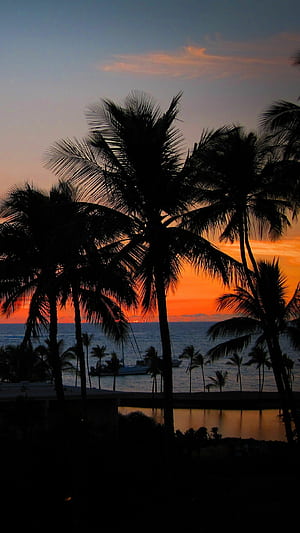 Palm tree sunset, phone wallpaper