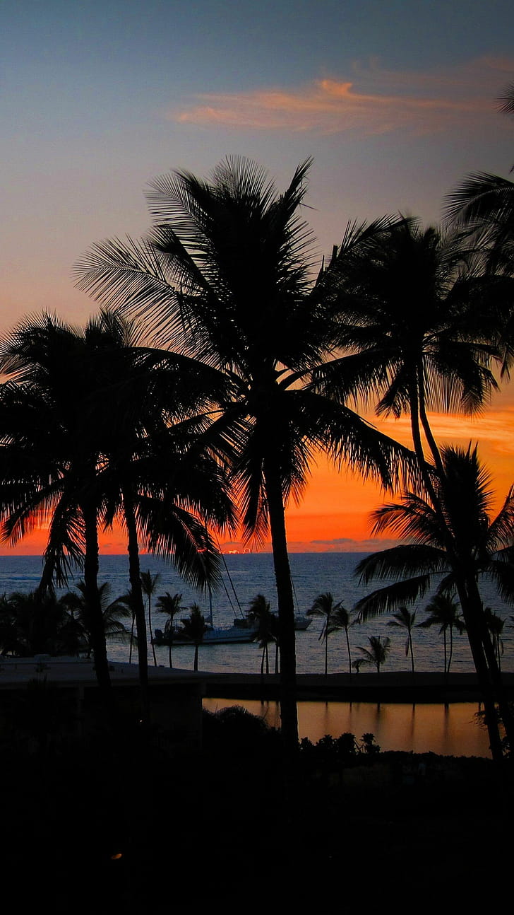 Palm tree sunset, phone wallpaper