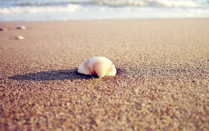 Sand, Sea Shell wallpaper