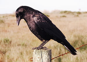 Crow , Crow , wallpaper