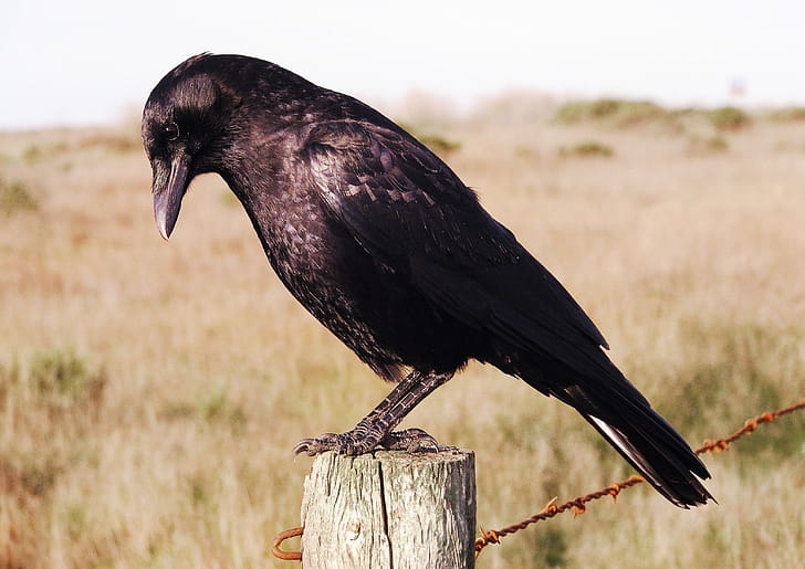 Crow , Crow , wallpaper