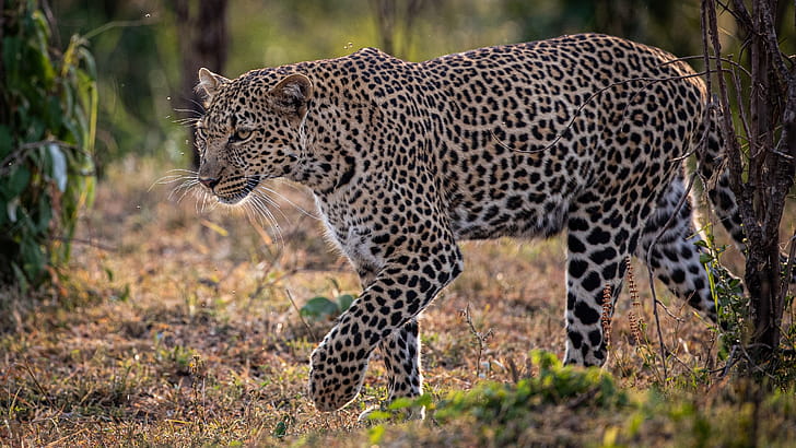 Leopard walking, Beautiful graphy wallpaper