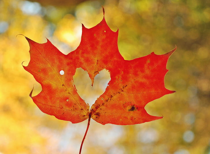 Orange maple leaf, , Orange maple leaf, wallpaper