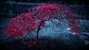Red maple, Trees wallpaper
