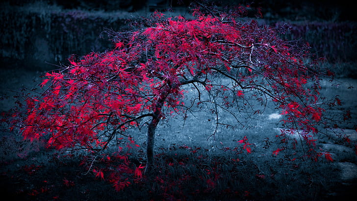 Red maple, Trees wallpaper