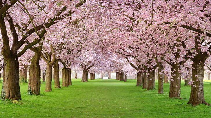 Sakura, Trees wallpaper