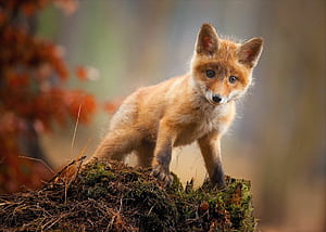 Cub, Foxes wallpaper
