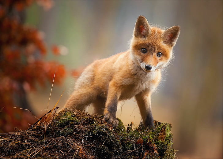 Cub, Foxes wallpaper
