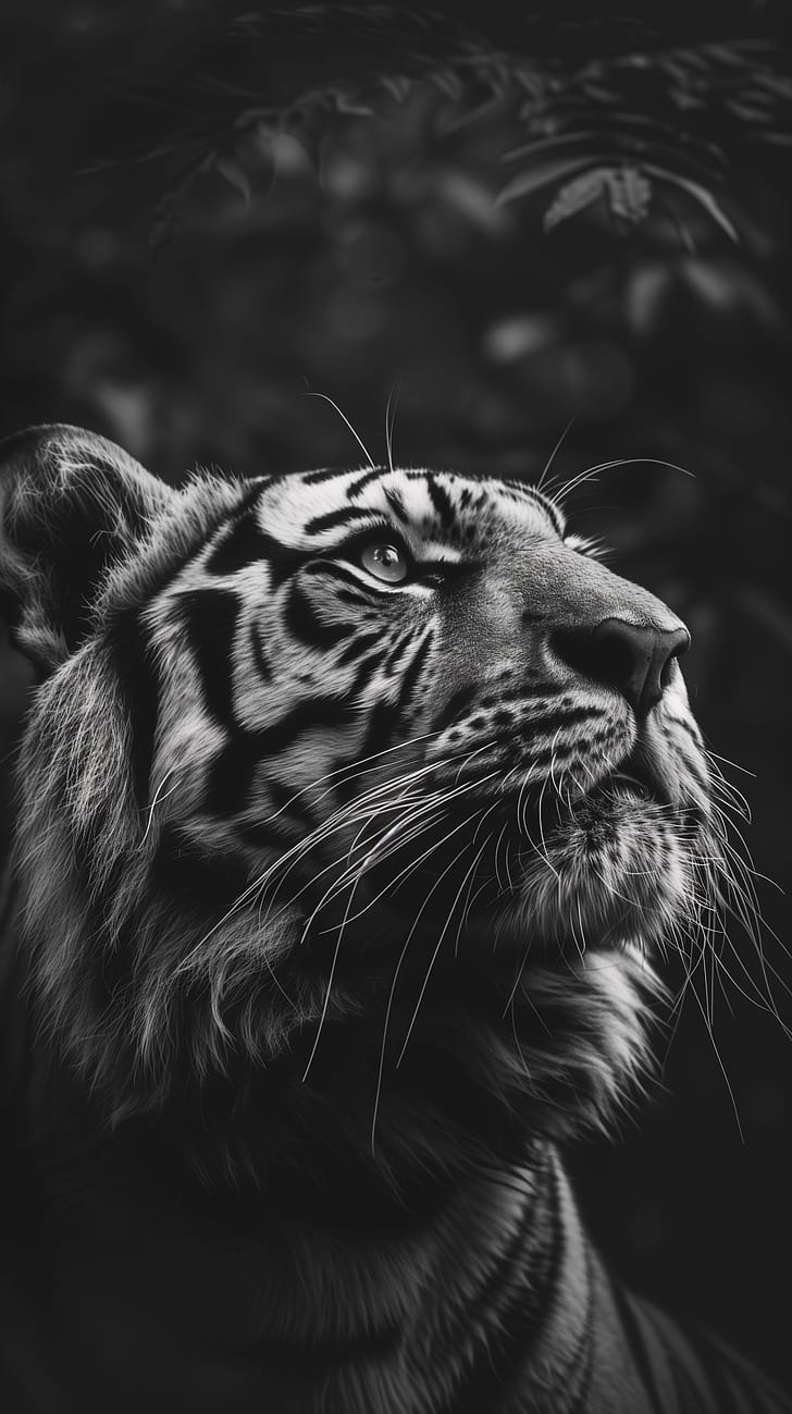 tiger phone wallpaper