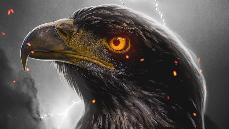 Eagle Orange Eye , eagle, birds wallpaper