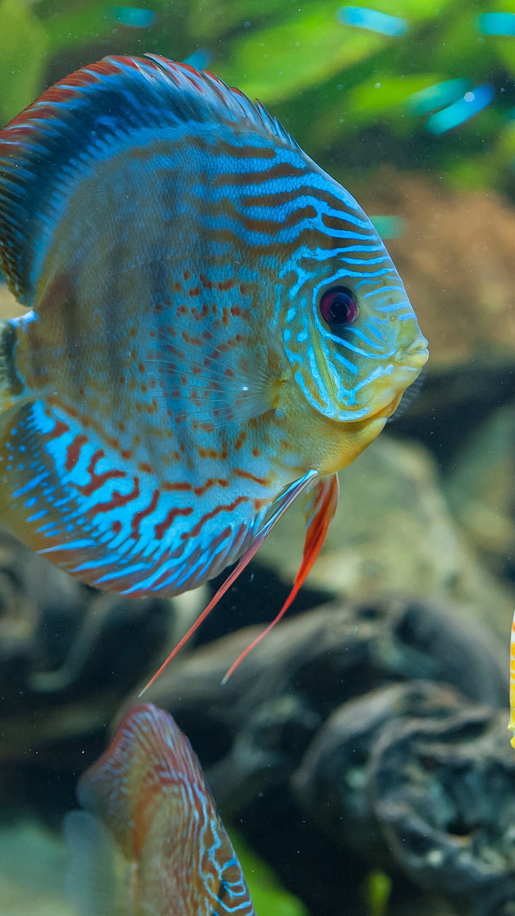Symphysodon discus, Fish phone wallpaper