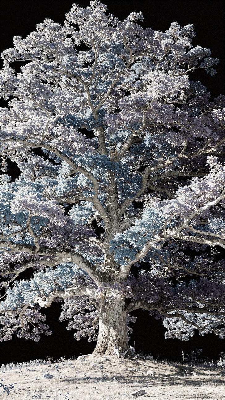 Moonlit Oak — iPhone, Tree phone wallpaper