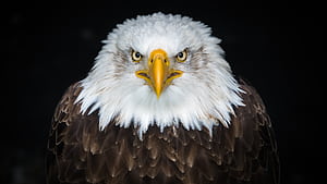 Bald Eagle 8k, bald-eagle, eagle, birds wallpaper