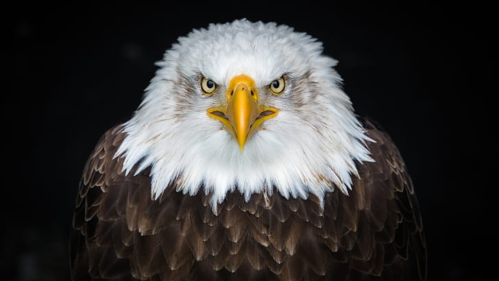 Bald Eagle 8k, bald-eagle, eagle, birds wallpaper