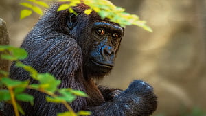 Gorilla, Apes wallpaper