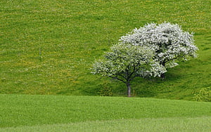 Tree, Trees wallpaper