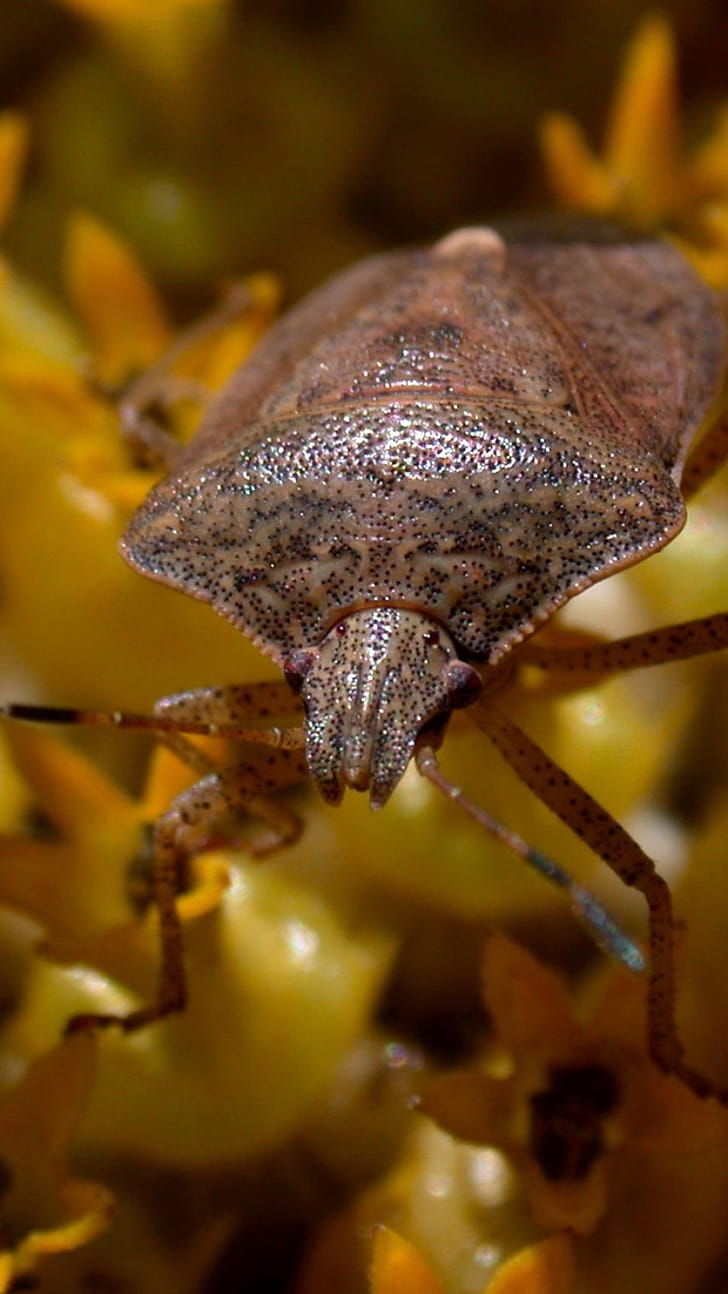 True Bugs, Insects phone wallpaper