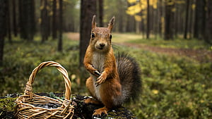 Close-up, Squirrels wallpaper