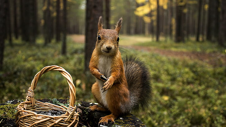 Close-up, Squirrels wallpaper