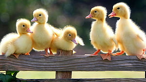 Siblings, Ducks wallpaper