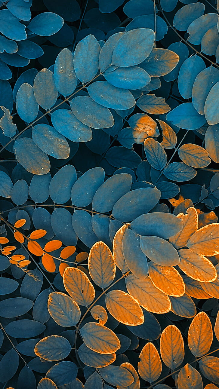 Leaf alphacoders, Green leaf texture phone wallpaper