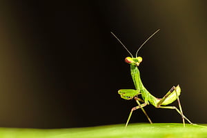 Mantis, Insects wallpaper