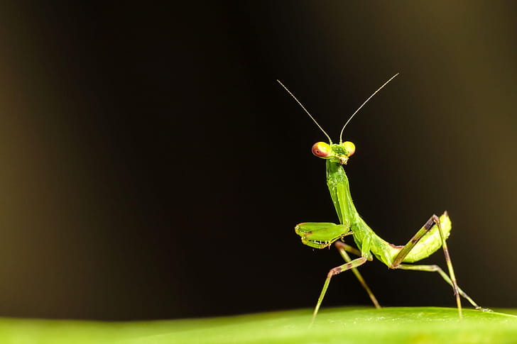 Mantis, Insects wallpaper
