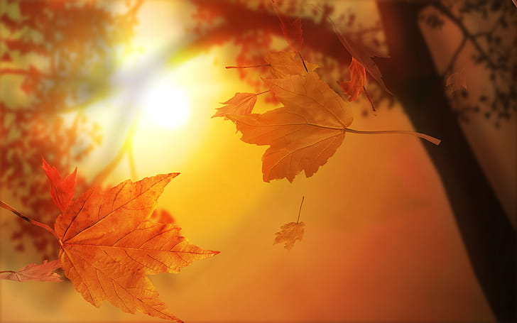 Falling, Gold Leaf wallpaper