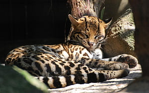 Ocelot,  , , Mobile wallpaper