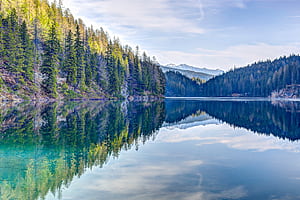 Pine Trees Reflection , reflection, trees, nature wallpaper