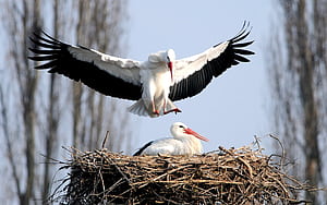 Stork , Widescreen , High-resolution , Full wallpaper